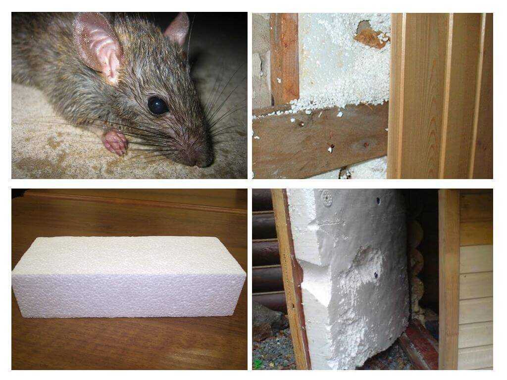 Как победить мышей в каркасном доме и не допустить их появления