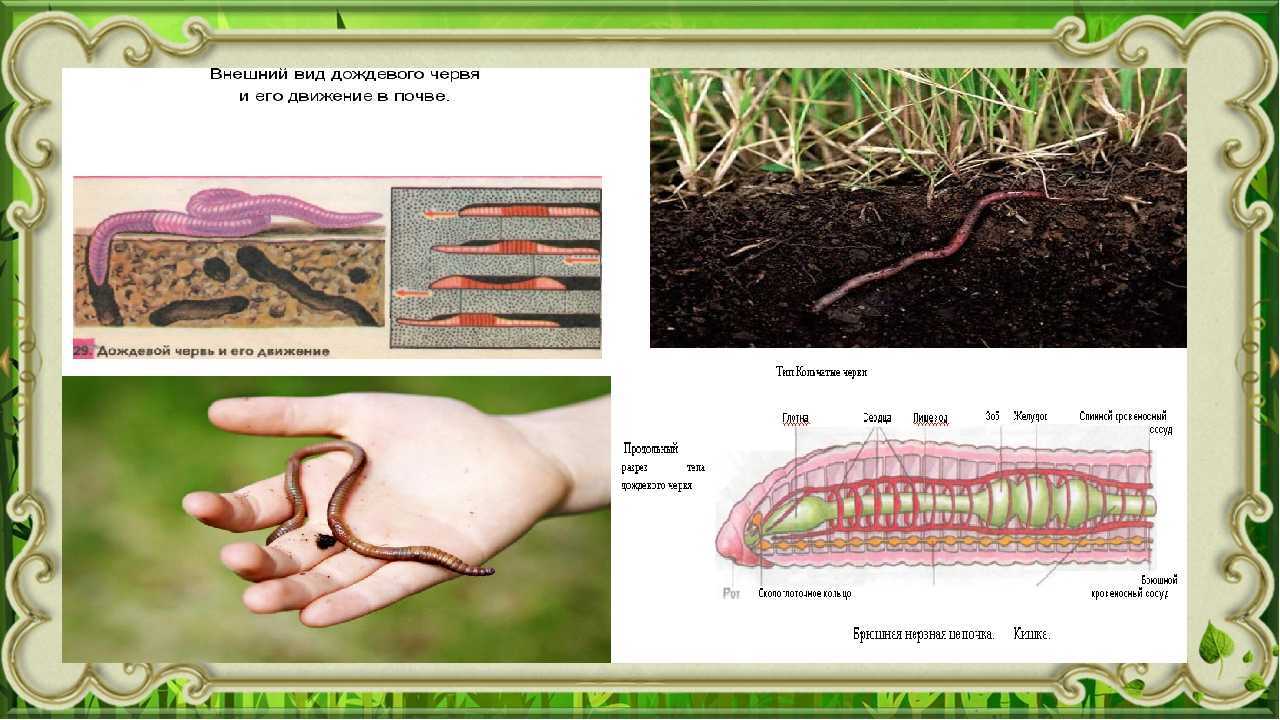 Особенности жизнедеятельности червя. Полезные земляные черви. Дождевые черви в почве.