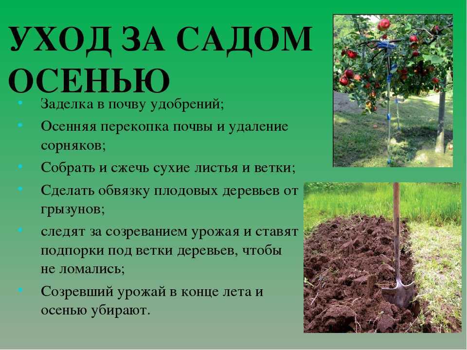Как посадить и правильно ухаживать за вишневым деревом