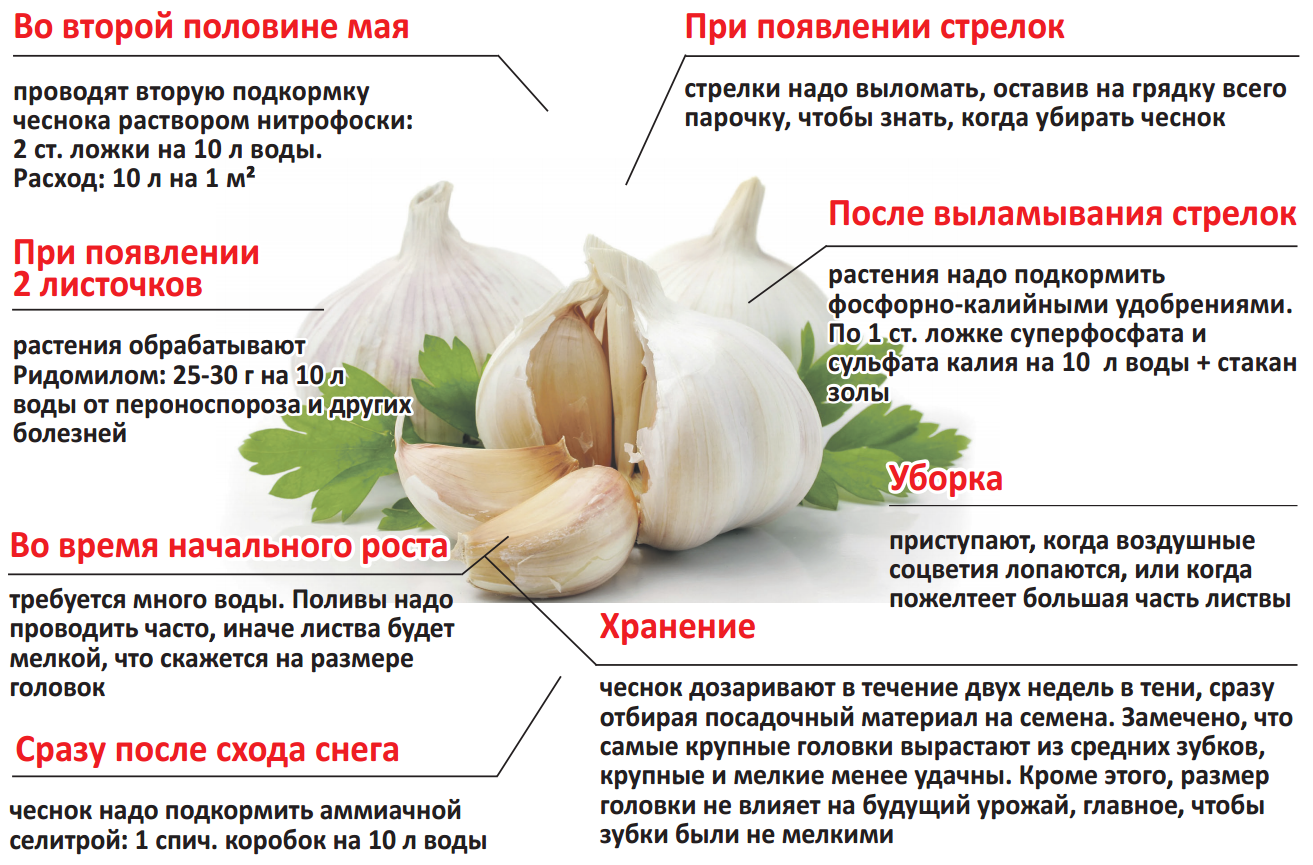 В статье говориться о том, можно ли высаживать чеснок из супермаркета осенью под зиму Посадка магазинного чеснока