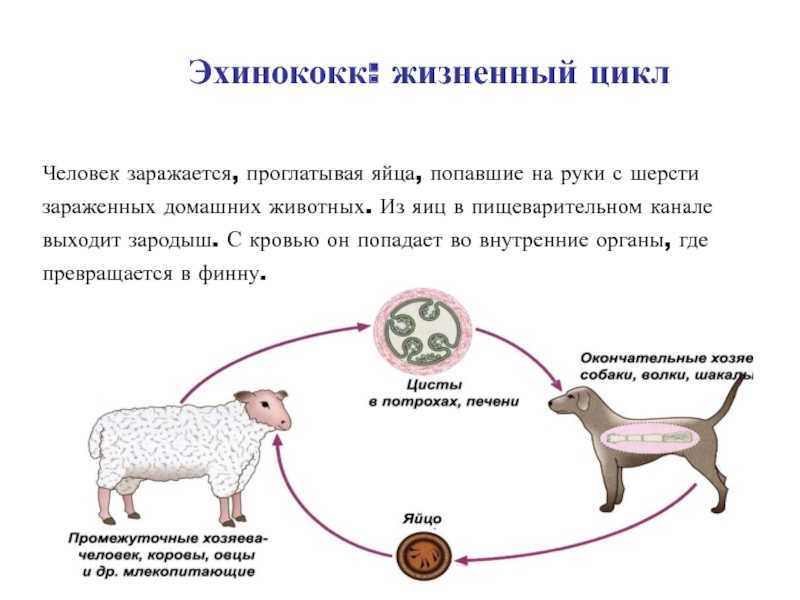 Чесотка: симптомы и лечение, как выглядит (фото) – эл клиника
