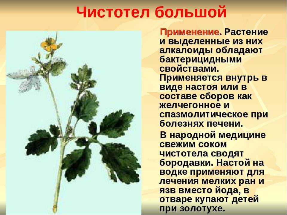 Описание чистотел большой. лечебные свойства